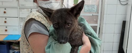 Curious Canine in Brazil Turns Out to Be a First-of-Its-Kind Hybrid