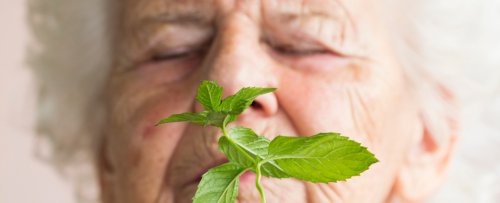 Mouse Study Reveals Unexpected Connection Between Menthol And Alzheimer's