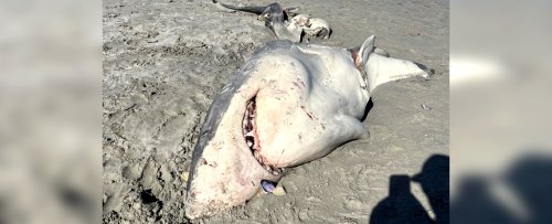 Something Gutted This Great White Shark, And We Finally Know What