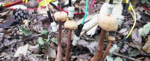 Mushrooms Appear to Have Electrical 'Conversations' After It Rains