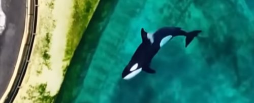 Video of Orcas Stranded in Algae-Infested Pools Triggers Fresh Concerns