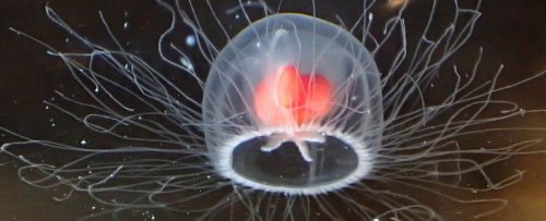 The 'Immortal Jellyfish' Can Age in Reverse And Possibly Live Forever