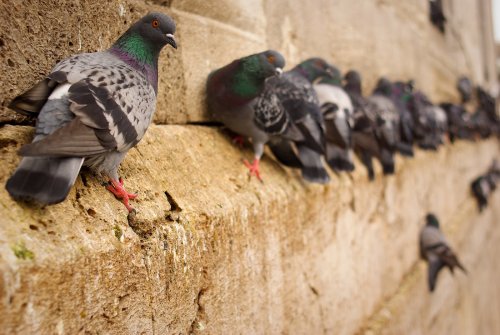 Pigeons Are More Than Pests