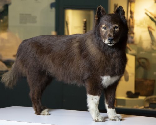 Sled Dog Balto's Genome Holds Evolutionary Surprises | Flipboard