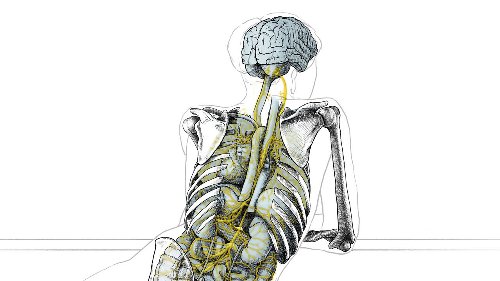 Newly detailed nerve links between brain and other organs shape thoughts, memories, and feelings