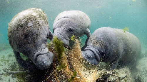 Cloudy waters are driving Florida’s massive manatee die-off
