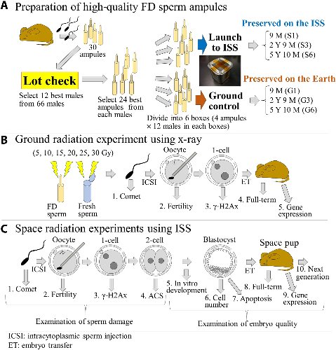 Evaluating the long-term effect of space radiation on the reproductive normality of mammalian sperm preserved on the International Space Station