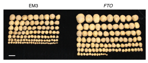 One Lost Methyl Group = Huge Amounts of Food Production | In the Pipeline