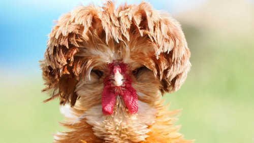 Interesting Facts about Chickens Most People Don't Know