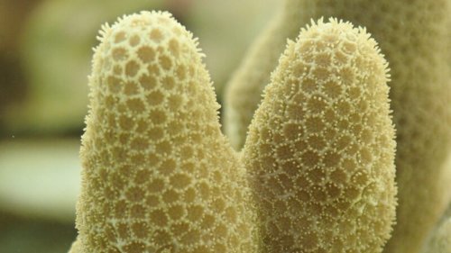 Adult corals have been safely frozen and revived for the first time