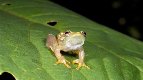 A newfound silent frog may communicate via touch