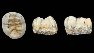 A Denisovan girl’s fossil tooth may have been unearthed in Laos