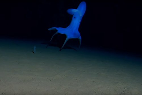 Les images de cette pieuvre des abysses sont impressionnantes