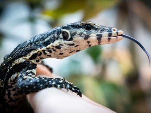 Et l'ancêtre des animaux terrestres sortit de l'eau, pour toujours