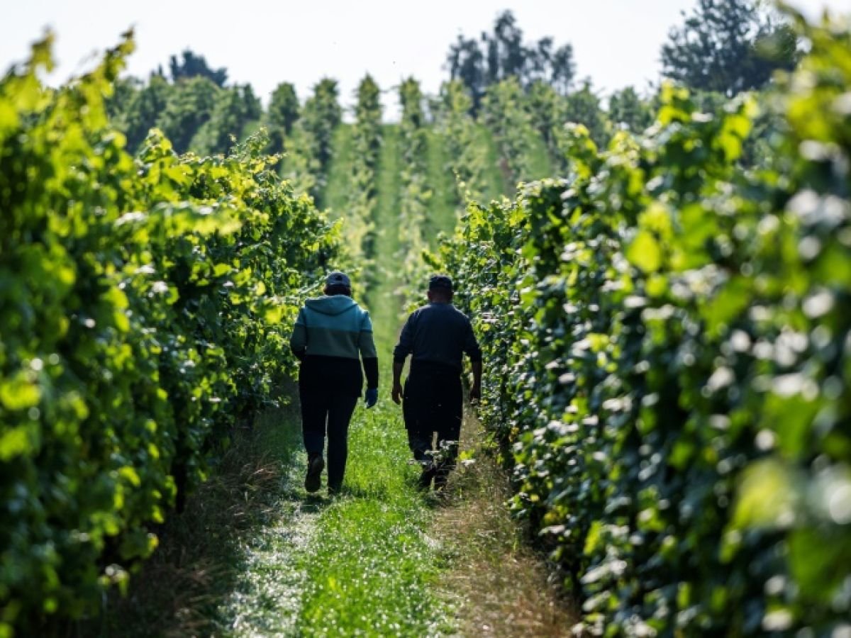 Dans le nord de l’Allemagne, le changement climatique chamboule la viticulture
