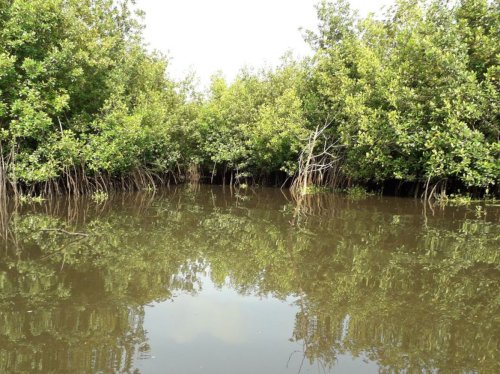 COP15 : au Bénin, des mangroves sauvées grâce aux dieux vaudous - Sciences et Avenir