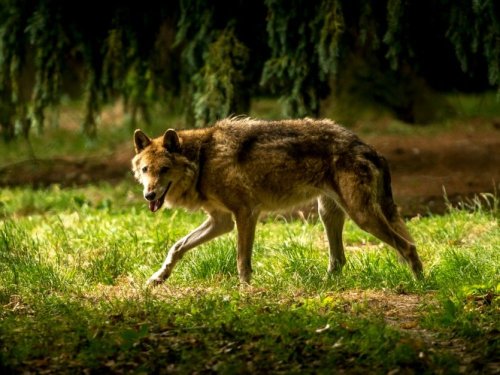 La présence d'un loup observée dans la Somme - Sciences et Avenir