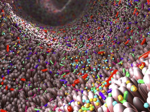 Rajeunir les intestins serait suffisant pour ralentir le vieillissement prématuré - Sciences et Avenir