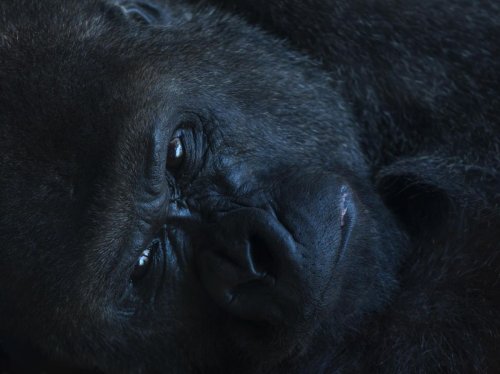 "Jusqu'à présent, aucune agression mortelle entre gorilles de l’Ouest n'avait été consignée"