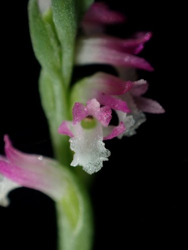 Japon: découverte d'une nouvelle espèce d'orchidée ressemblant à du verre - Sciences et Avenir