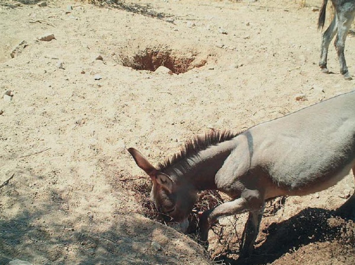 Dans les déserts, des puits d’eau creusés par des ânes et des chevaux améliorent la biodiversité