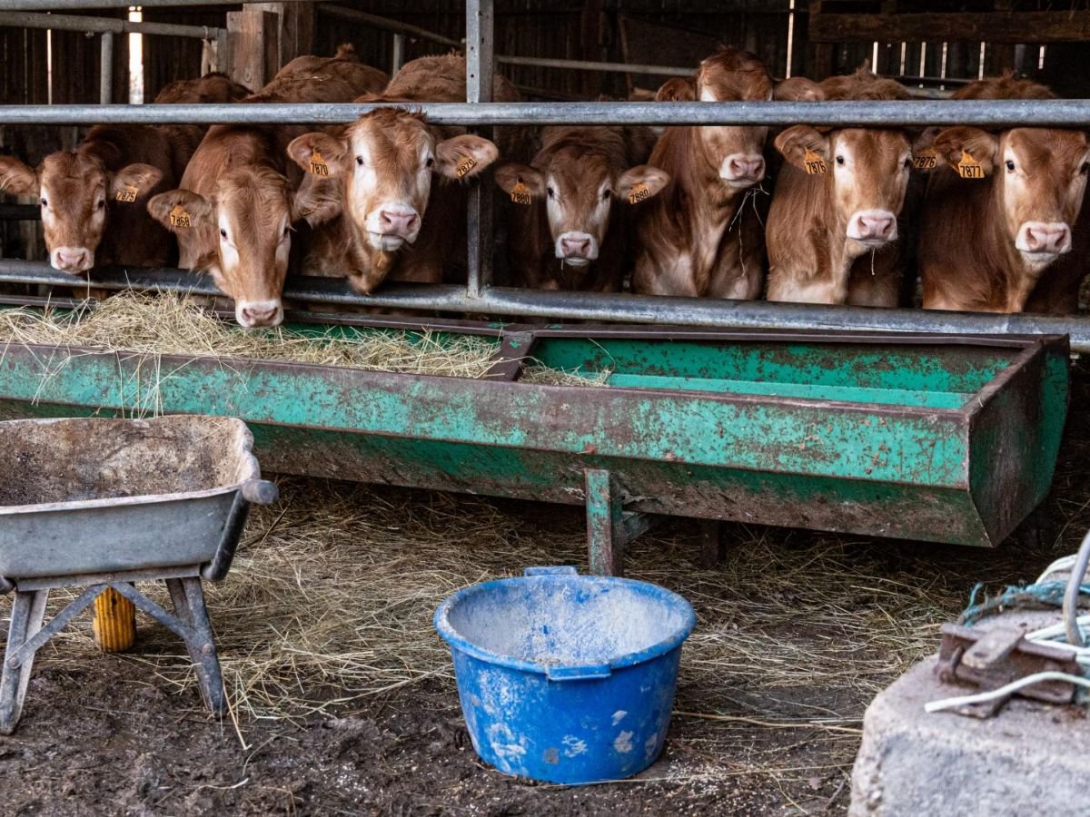 Tout savoir sur la dermatose nodulaire contagieuse, cette maladie qui préoccupe les éleveurs