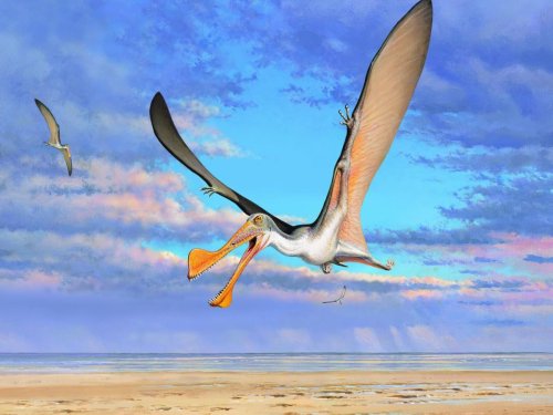 Découverte des plus vieux os de ptérosaures australiens - Sciences et Avenir