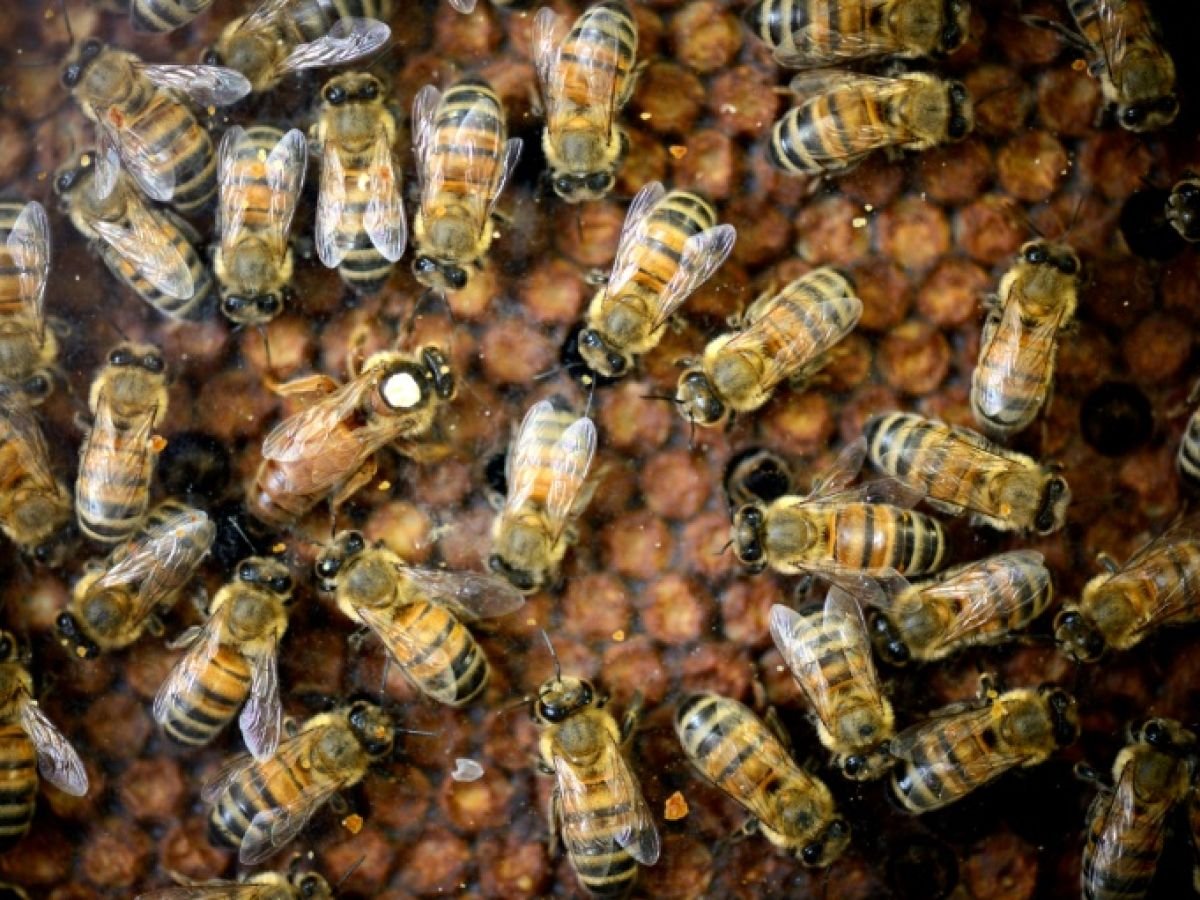 Abeilles et pesticides : la science face au retour possible des néonicotinoïdes