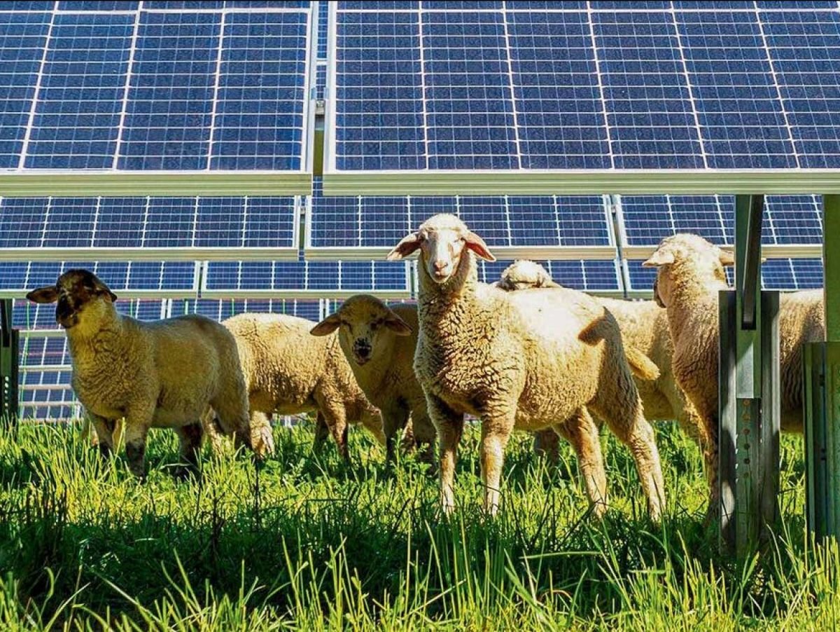 Agrivoltaïsme : le solaire se met au vert