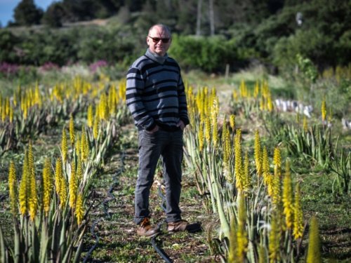 Aude: l'aloe vera au lieu de la vigne pour s'adapter à la sécheresse