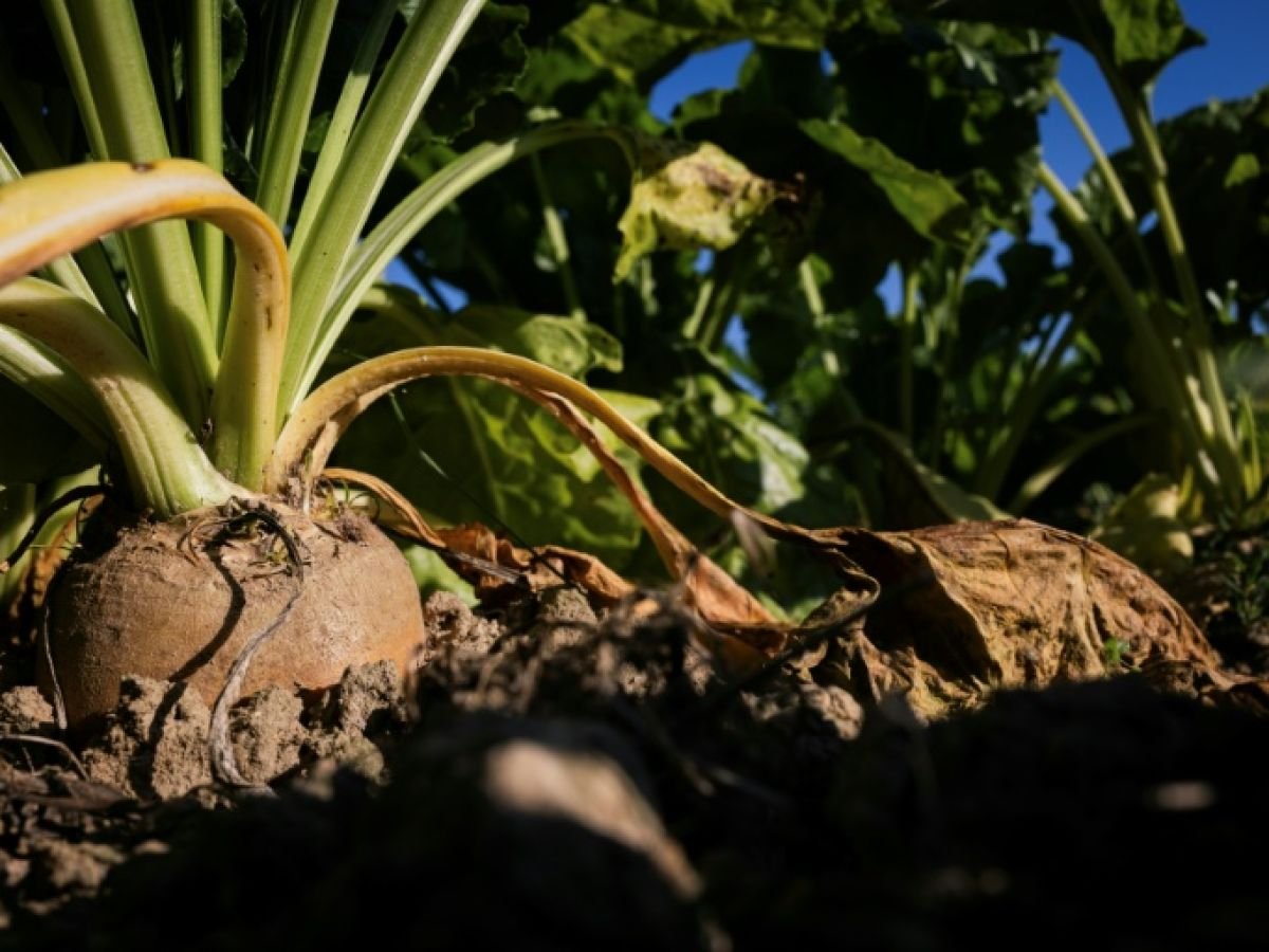 Plus de risques et moins de solutions: l’angoisse des betteraviers français