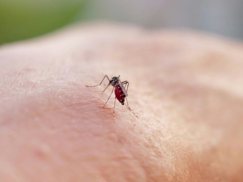 À La Réunion, le chikungunya frappe fort et vite