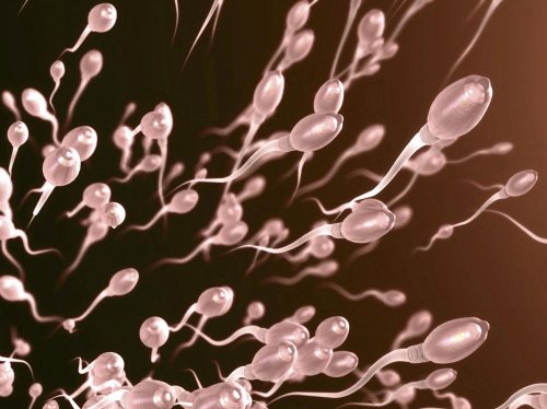 Une nouvelle cause d'infertilité masculine vient d'être découverte - Sciences et Avenir