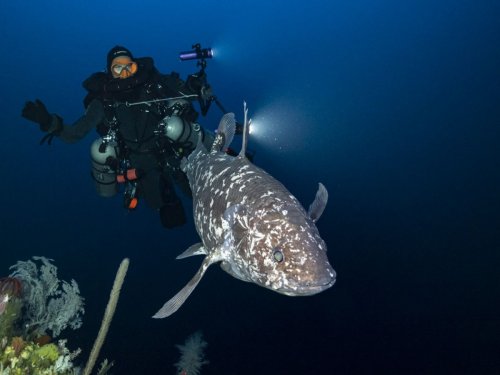 "J'ai cru à une plaisanterie" : deux plongeurs français se retrouvent nez à nez avec le poisson le plus discret du monde