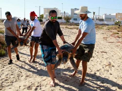 Tunisie: trois tortues d'espèces protégées relâchées - Sciences et Avenir