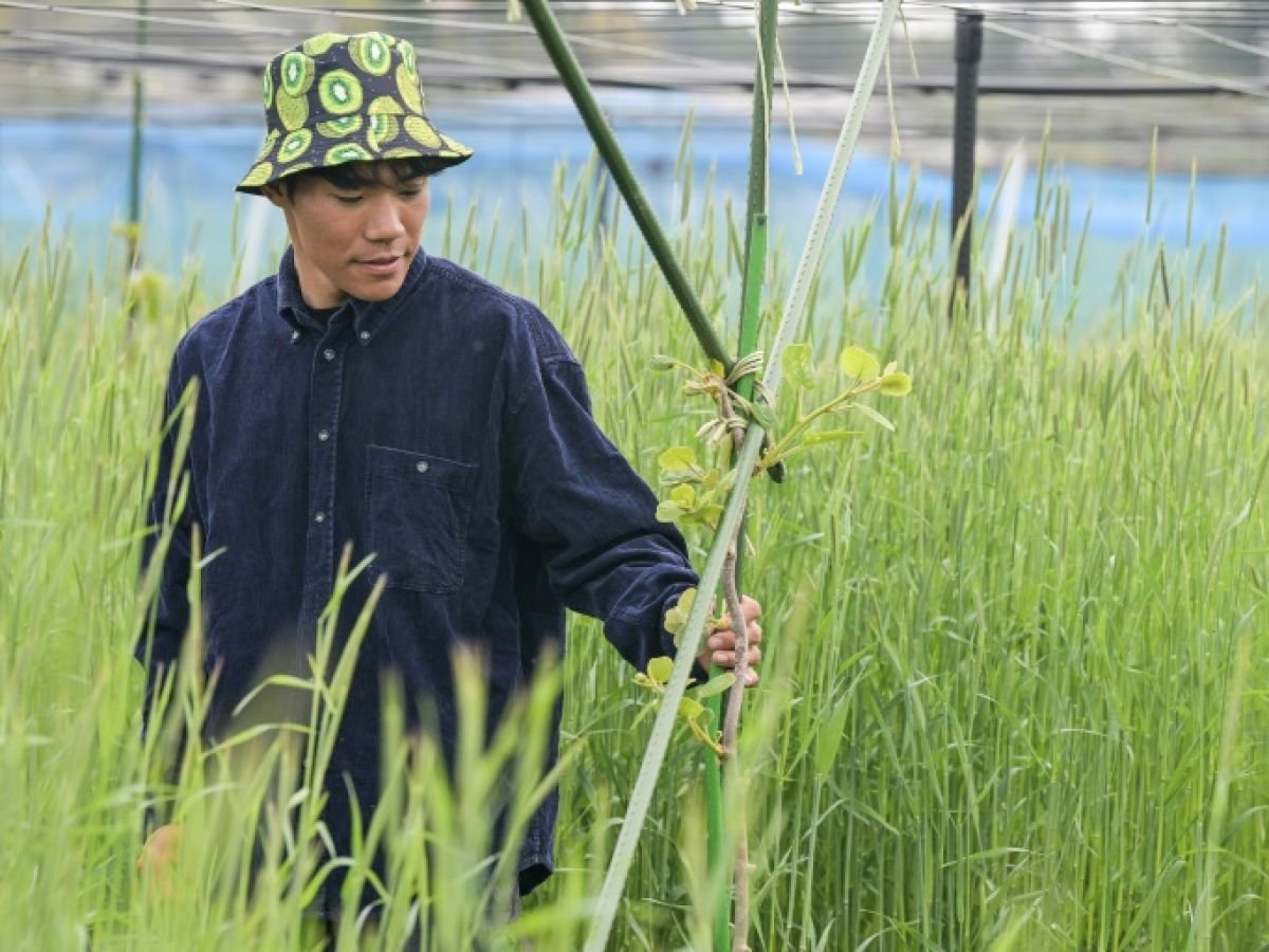 « Repartir de zéro »: à Fukushima, des kiwis comme symbole de renouveau