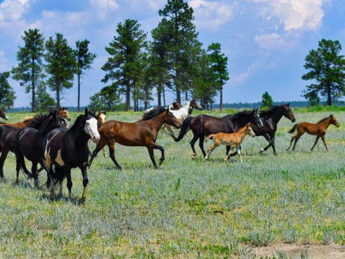Les chevaux préhistoriques américains ont-ils été victimes du réchauffement climatique ?