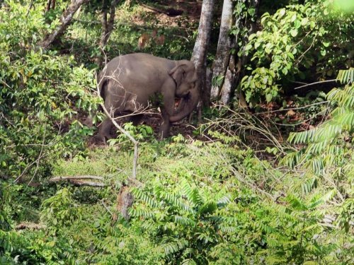 Indonésie: une éléphante de Sumatra gestante découverte morte, sans doute empoisonnée - Sciences et Avenir