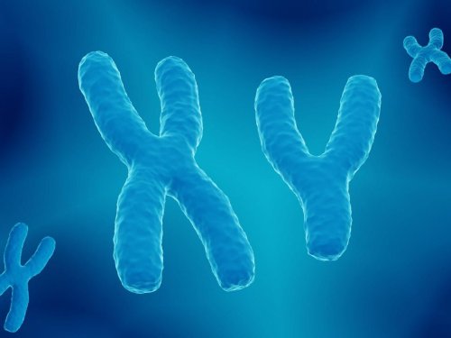 Un chromosome X égoïste pourrait mener à l'extinction de la population - Sciences et Avenir