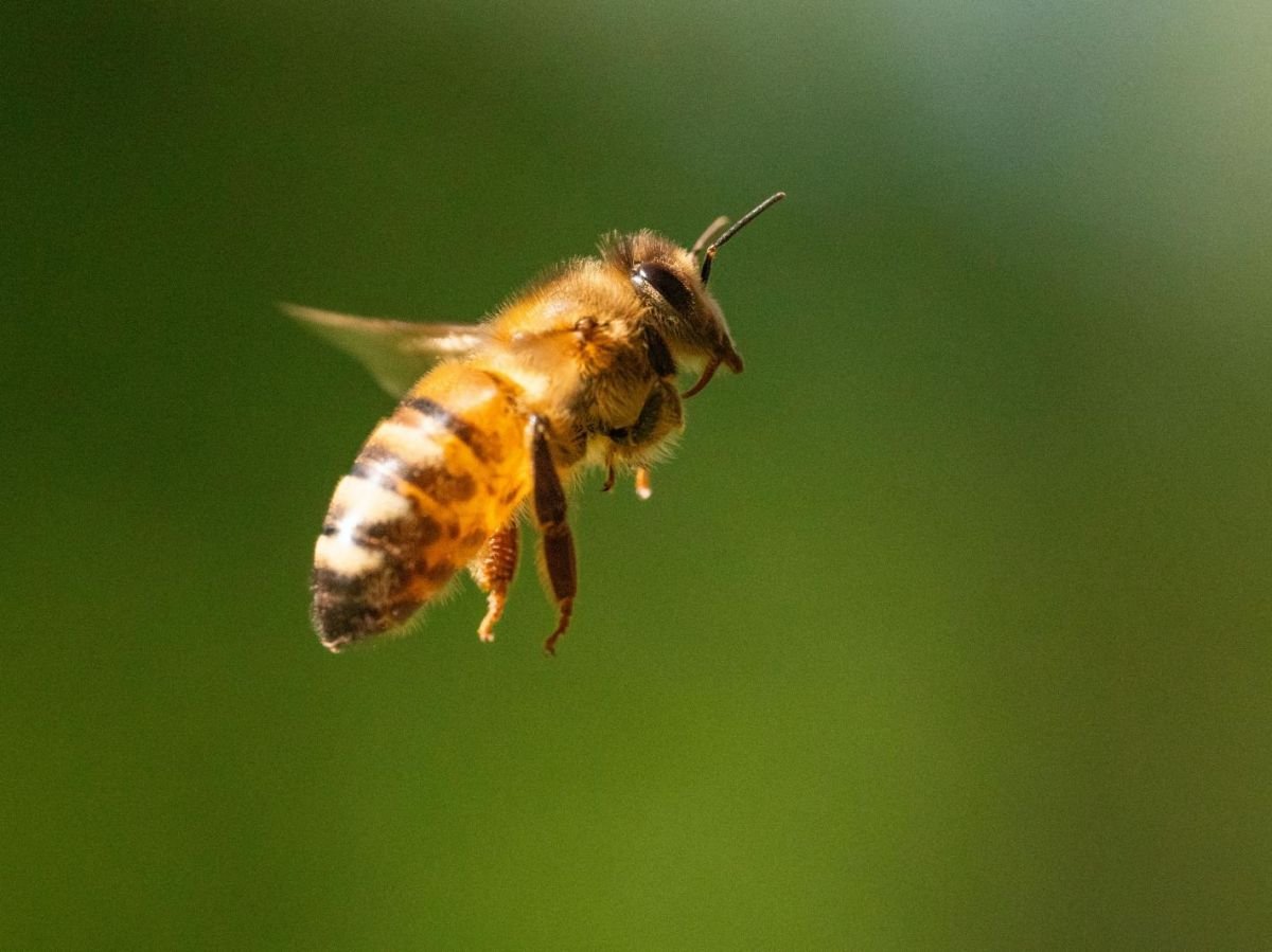 Abeilles : une levure génétiquement modifiée pour sauver les colonies menacées ?