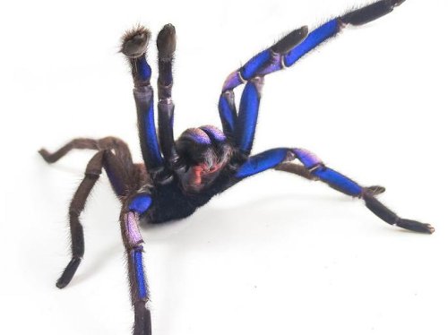 EN IMAGES. Cette somptueuse araignée bleu électrique a été découverte en Thaïlande