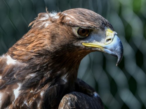 Mort d'un aigle royal percuté par une éolienne : la justice doit trancher sur la responsabilité du gestionnaire du parc