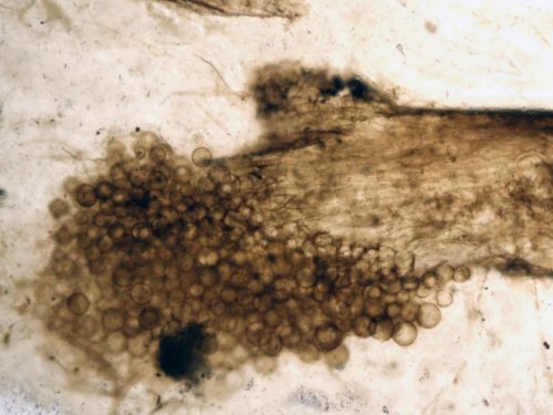 Des empreintes chimiques vieilles de 400 millions d'années - Sciences et Avenir