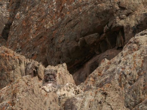 Nepal: les panthères des neiges estimées à près de 400 selon une enquête de terrain