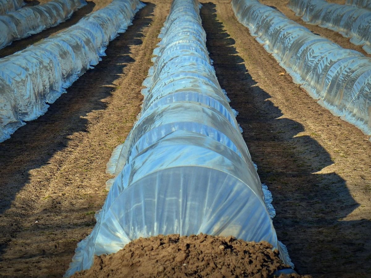 Agriculture et alimentation : l’alerte des scientifiques sur l’usage massif des plastiques