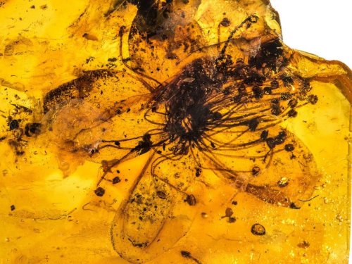 La plus grande fleur préservée dans l'ambre vient d'être identifiée - Sciences et Avenir