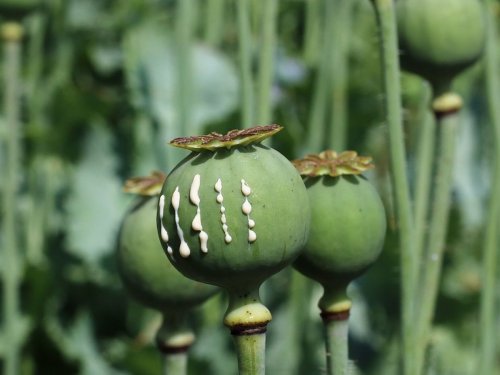 Une des plus anciennes preuves connues de la consommation d’opium - Sciences et Avenir