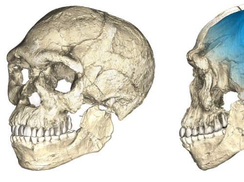 Le premier des « Homo sapiens » a 300 000 ans - Sciences et Avenir