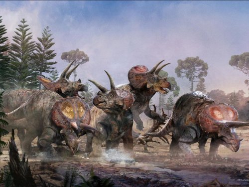 Une découverte révèle que les tricératops pouvaient vivre en troupeau