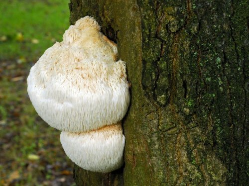 L’hydne hérisson, un champignon utilisé dans la médecine chinoise et boosteur de mémoire - Sciences et Avenir